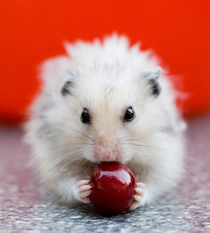 [Image: pet-hamster.jpg]