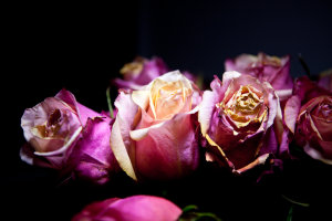 Litepanels MicroPro on old roses...