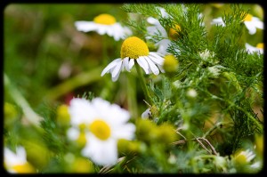 IMG_0659-2