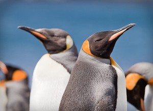 Using metadata correctly means that images can be fully catalogued and images can be retrieved at any time without necessarily knowing which folder the file is in.  King Penguins, Macquarie Island – Canon 5D MkII, 300f2.8L 1/500 second @ f5.6.