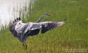 Grey Heron is landing far enough where it feels safe, but with 400mm it's possible to capture it with all the details.