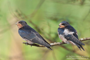 When photographing these young Swallows I needed to set f/8 aperture to get both birds in focus.