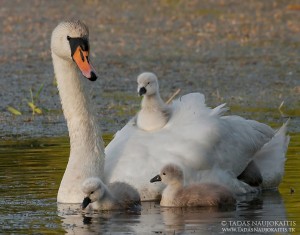bird-photography-04