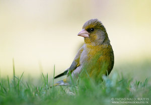 Sometimes it's enough to put some sunflower's seeds on the grass! And this is the result.