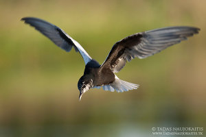 In this example you can see that this White-winged Tern has both black and white feathers, but because it was photographed in the evening, there are no pure white or black areas.