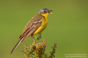 bird-photography-08