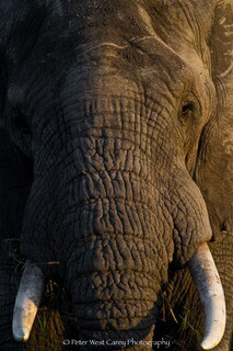 Face To Face