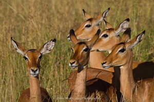 Watchfu Impalas