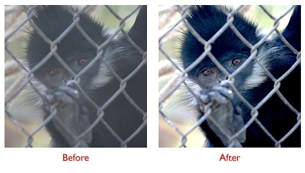 monkey-before-after.jpg