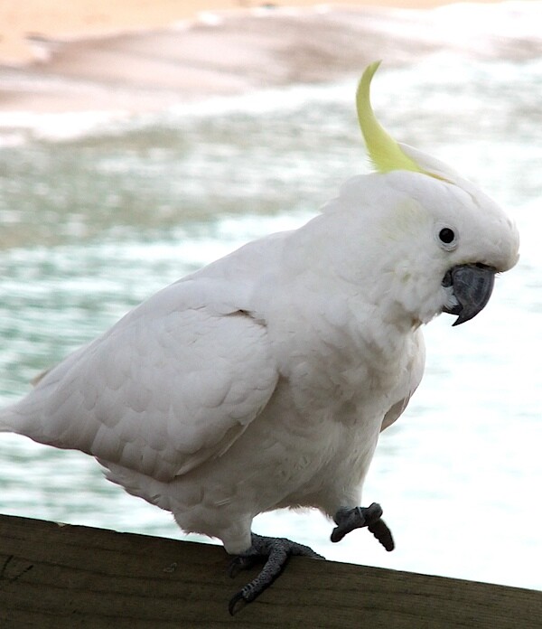 Cockatoo 4.JPG