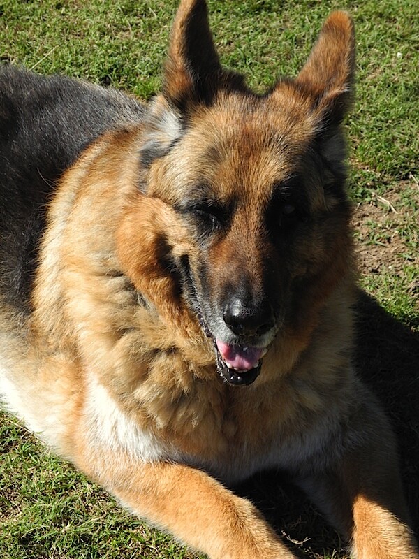 German Shepherd 2.JPG