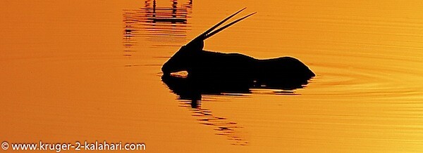 Etosha-GEMSBOK-OkaukuejoCamp.jpg