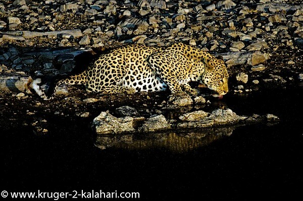 Etosha-Leopard_drinking-HalaliCamp.jpg