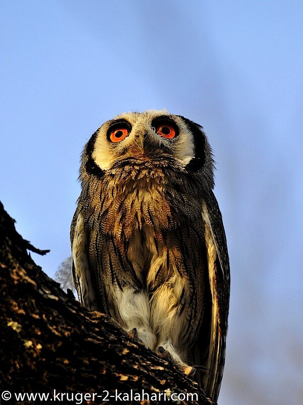 Etosha-White-faced-scops-owl_in-HalaliCamp.jpg