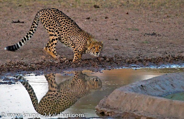Kgalagadi-CheetahCub-drinking-at-UrikaruusCamp.jpg