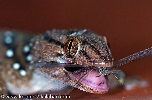 Kgalagadi-Gecko-Kill-KielieKrankieCamp.jpg