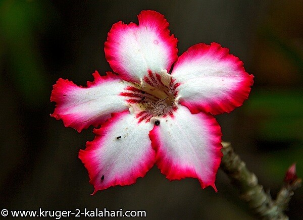 Kruger-Impala Lily-ShingwedziCamp.jpg