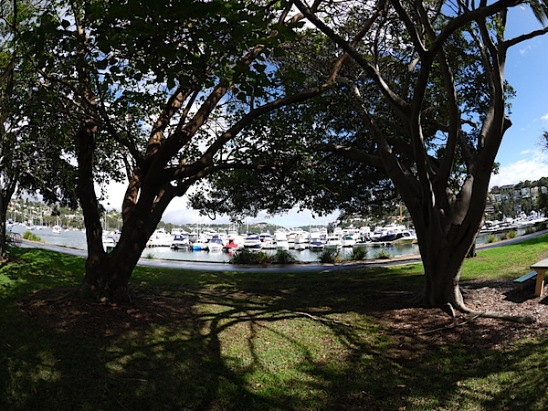 Tree and boats 8mm.JPG