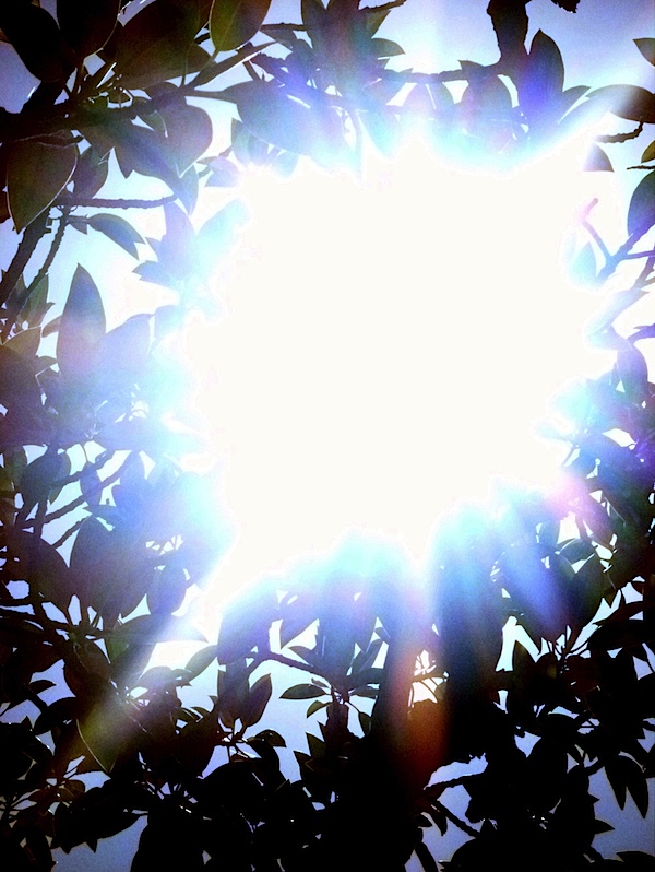 Tree sunflare 3 corrn.jpg