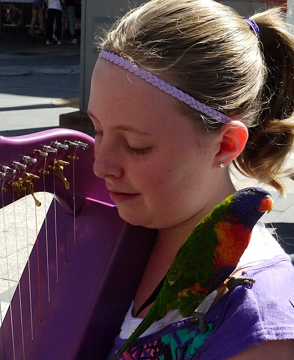 Girl harp parrot 2.JPG