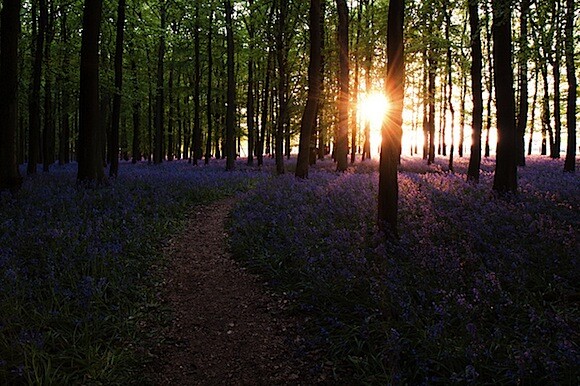 bluebellSunset.jpeg