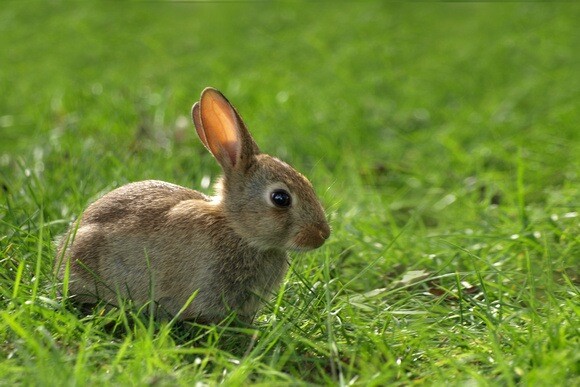 bunny.jpeg