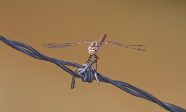 dragonfly.jpg