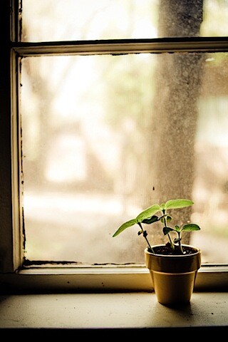 grow.jpg