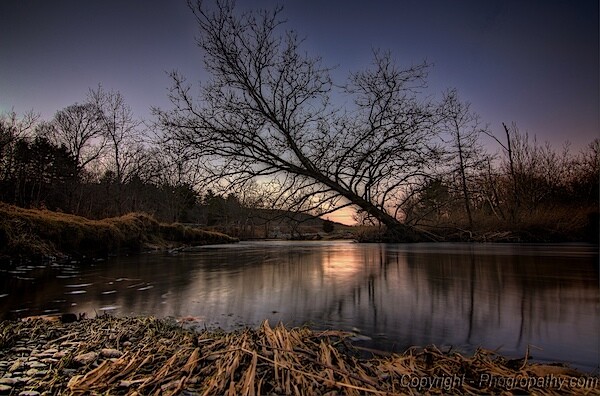 Tree Over the Water.jpeg