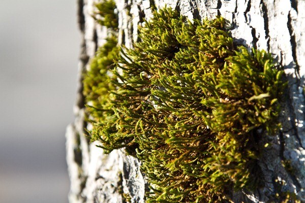 PeterWestCarey-Closer-20120206-104941-1298