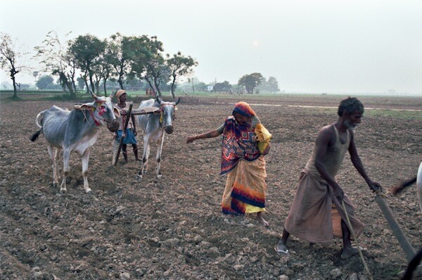 Ploughing Bihar-Nick-Fleming.jpg