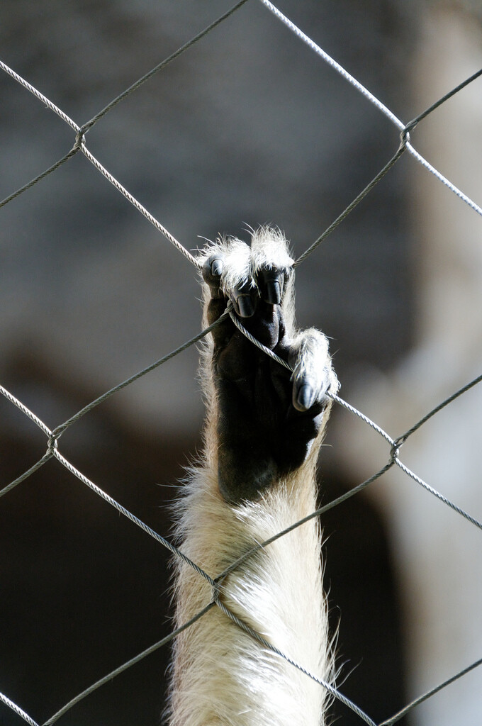 fence