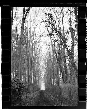 The forest is closed.jpg